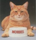 Big, Big Moe the Cat