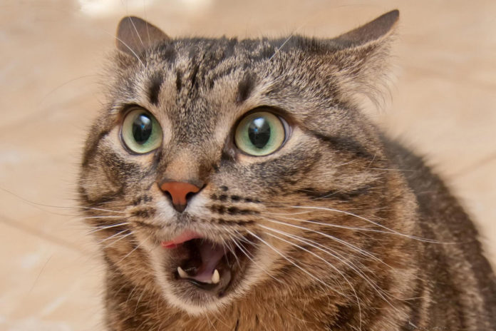 The Angriest Cat in the World