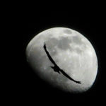 A bird attempting to travel to the moon.