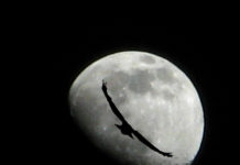 A bird attempting to travel to the moon.