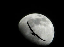 A bird attempting to travel to the moon.