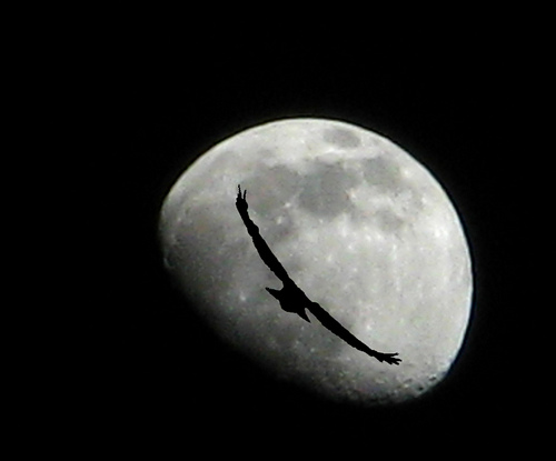 A bird attempting to travel to the moon.